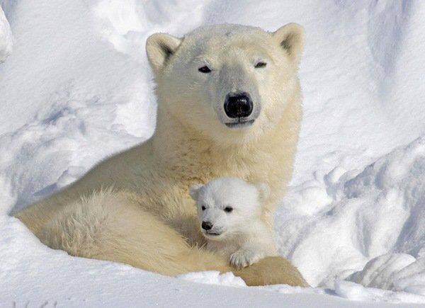 Gấu bắc cực che chở cho con khỏi cái lạnh rét buốt.